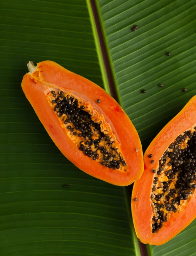 Island Papaya 10 Oz Scented Candle - Image 2