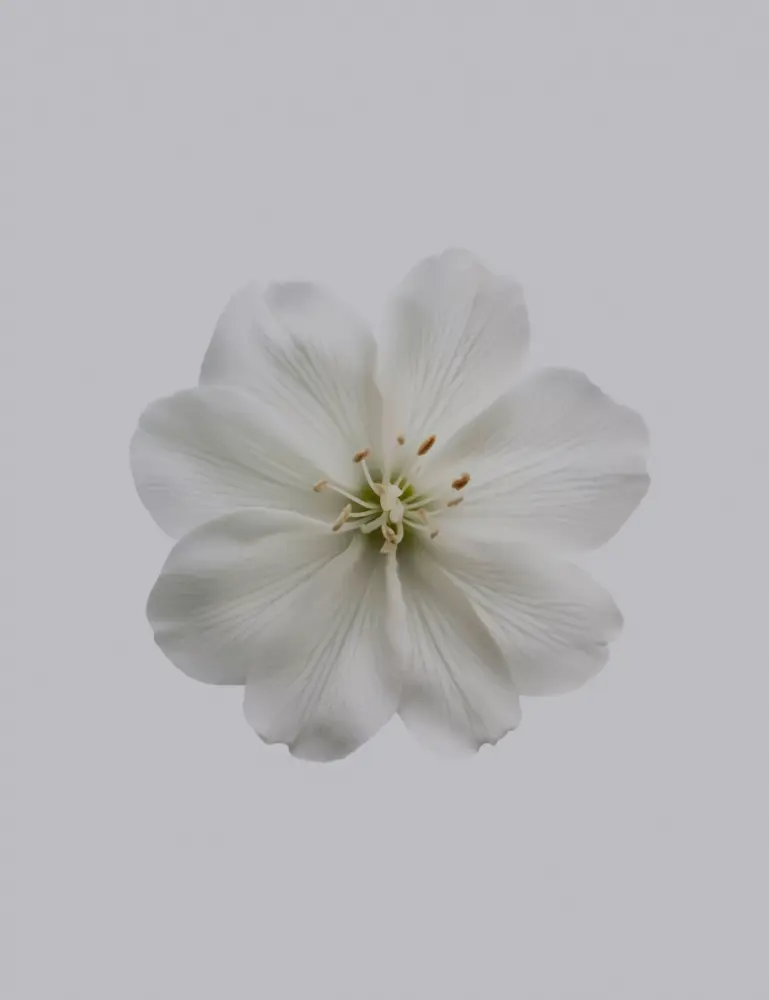 Fresh Jasmine 12 Oz Scented Candle - Image 2
