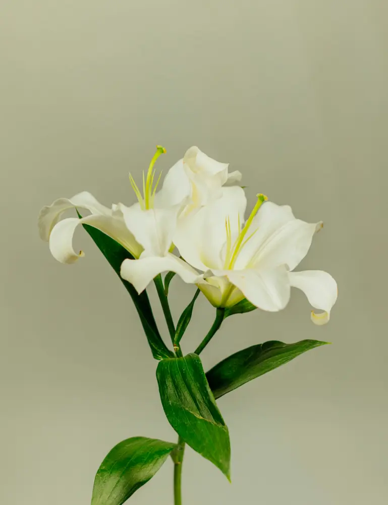 Gardenia 100 Ml Room Spray - Image 2