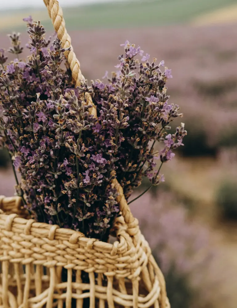 Cedar & Lavender 25 Oz Scented Candle - Image 3